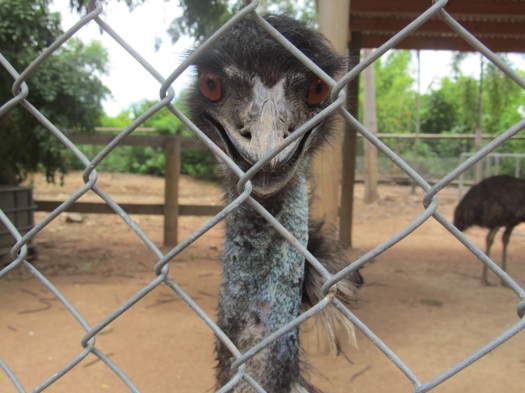 Also stolen from Sharkbait, but emus are ugly creatures.