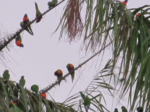 And the cutie pit lorikeets! Photo creds: Sharkbait