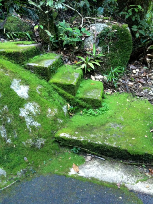 Loved these mossy steps