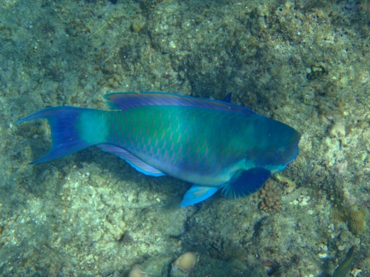 Awesome parrot fish