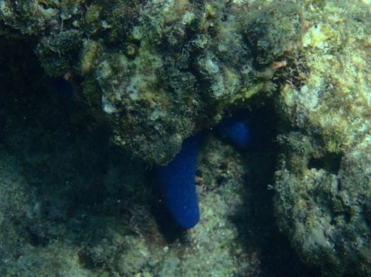 I'm pretty sure this is a blue starfish hiding