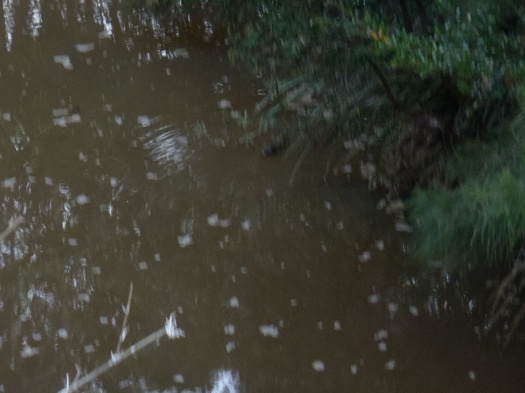 Get your act together, camera (the black spec is a platypus).