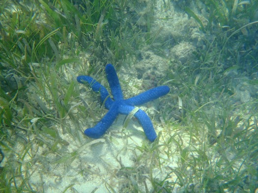 Blue starfish!